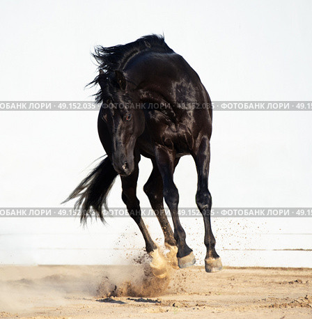 playing black trakehner stallion. Стоковое фото, агентство Ingram Publishing / Фотобанк Лори