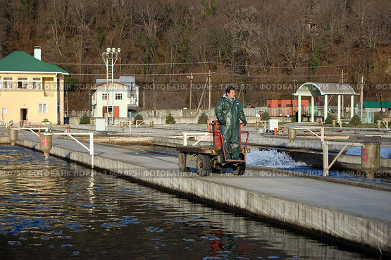 Племенной форелеводческий завод "Адлер" (Сочи) (2009 год). Редакционное фото, фотограф Анна Мартынова / Фотобанк Лори