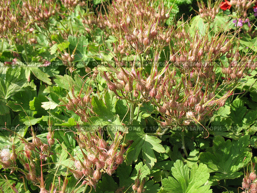 Плоды герани крупнокорневищной или балканской (Geranium macrorrhizum), сем. Гераниевые. Стоковое фото, фотограф Заноза-Ру / Фотобанк Лори