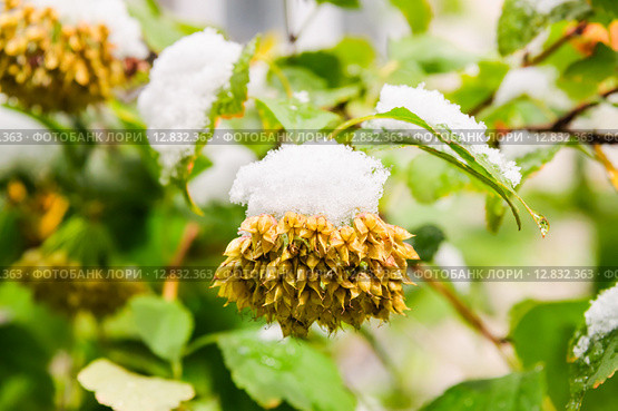 Плоды Пузыреплодника калинолистного (Physocarpus opulifolius) под снегом. Стоковое фото, фотограф Алёшина Оксана / Фотобанк Лори