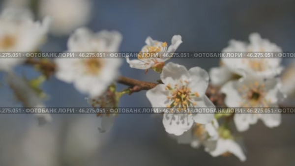 Plum flowers on tree in sunny day. Стоковое видео, видеограф Михаил Коханчиков / Фотобанк Лори