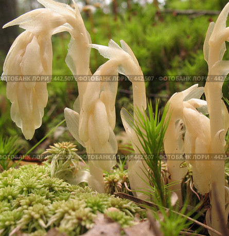 Подъельник обыкновенный (Monotropa hypopitys). Макро. Стоковое фото, фотограф Илекс / Фотобанк Лори