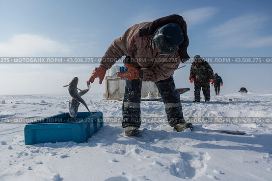 Подледный лов рыбы в Обской губе на Ямале (2018 год). Редакционное фото, фотограф Николай Гернет / Фотобанк Лори