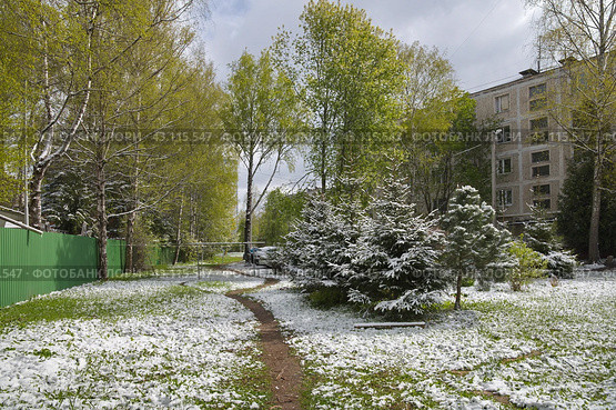 Подмосковный двор после снегопада в начале мая (2024 год). Стоковое фото, фотограф Елена Коромыслова / Фотобанк Лори