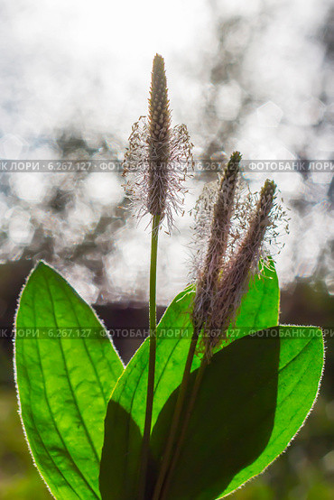 Подорожник средний (Plantago media) — многолетнее травянистое растение, вид рода Подорожник (Plantago) семейства Подорожниковые (Plantaginaceae) Стоковое фото, фотограф Евгений Мухортов / Фотобанк Лори