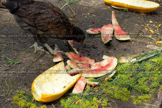 Подросшие цыплята на скотном дворе.Grown-up chickens in a barnyard. Стоковое фото, фотограф Роман Лукьянов / Фотобанк Лори