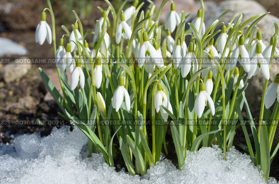 Подснежники Воронова (лат. Galanthus woronowii) цветут в весеннем саду. Стоковое фото, фотограф Елена Коромыслова / Фотобанк Лори