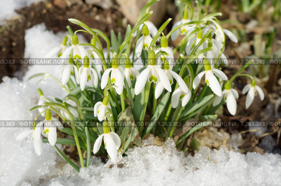 Подснежники Воронова (лат.Galanthus woronowii) Стоковое фото, фотограф Елена Коромыслова / Фотобанк Лори