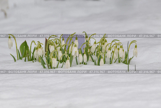 Подснежники Воронова (лат.Galanthus woronowii) Стоковое фото, фотограф Елена Ларионова / Фотобанк Лори