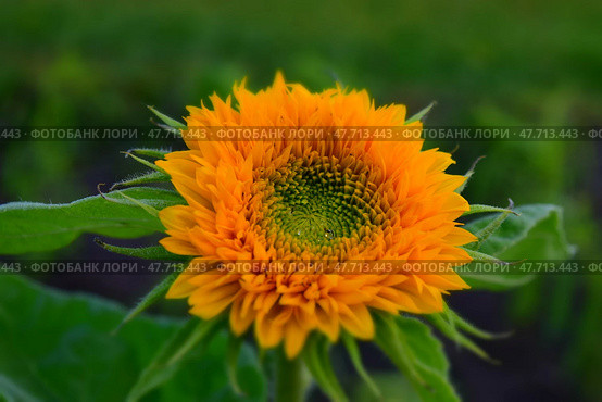 Подсолнух сорта плюшевый мишка с капельками росы. Common sunflower (Helianthus annuus) Teddy Bear. Стоковое фото, фотограф Photolart / Фотобанк Лори
