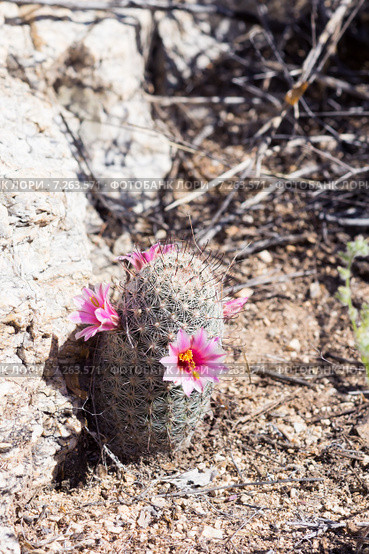 Подушкообразный кактус маммилярия (Mammillaria) в пустыне Сонора (2015 год). Стоковое фото, фотограф Ирина Кожемякина / Фотобанк Лори