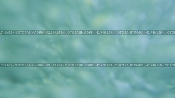 Подводный снимок быстро текущей реки. Поток чистой воды с бурлящими белками в горном ручье. Стоковое видео, видеограф Воловодов Владимир / Фотобанк Лори