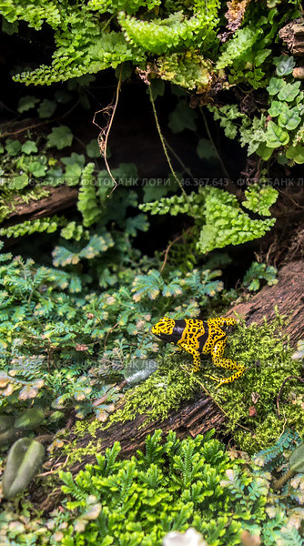 Poisonous black and yellow frog in the terrarium of an amphibian and reptile lover. Phyllobates terribilis Colombia amazon rainforest toxic amphibian. Format for smartphone background. Стоковое фото, фотограф Iva Noel / Фотобанк Лори
