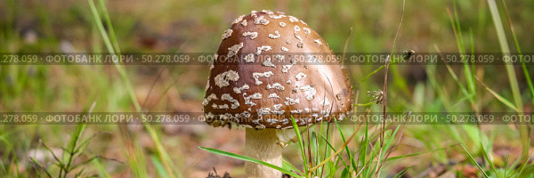 Poisonous fly agaric on fallen leaves. Panthercap, Amanita pantherina. Natural forest background. Banner. Poisonous mushroom. Стоковое фото, фотограф Марина Демидюк / Фотобанк Лори