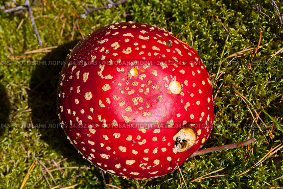 Poisonous mushroom agaric in the forest. Стоковое фото, фотограф Виталий Веревкин / Фотобанк Лори
