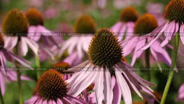 Поле эхинацеи пурпурной (Echinacea purpurea). Field of echinacea (Echinacea purpurea). Стоковое видео, видеограф Евгений Романов / Фотобанк Лори