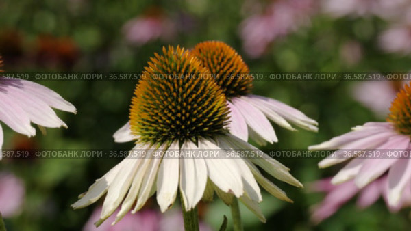 Поле эхинацеи пурпурной (Echinacea purpurea). Field of echinacea (Echinacea purpurea). Стоковое видео, видеограф Евгений Романов / Фотобанк Лори