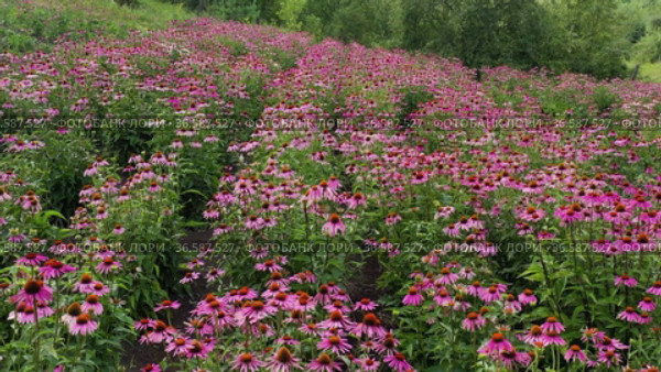 Поле эхинацеи пурпурной (Echinacea purpurea). Вид с воздуха. Field of echinacea (Echinacea purpurea). Aerial view. Стоковое видео, видеограф Евгений Романов / Фотобанк Лори