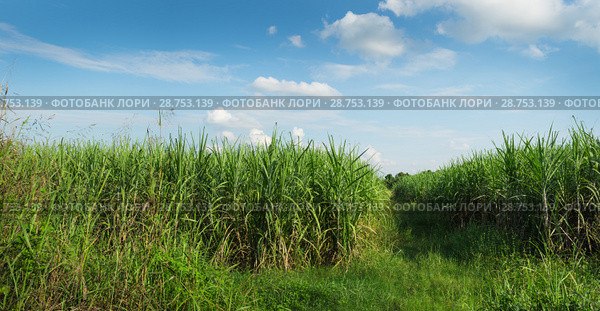 Поле сахарного тростника. Таиланд. Стоковое фото, фотограф Александр Романов / Фотобанк Лори