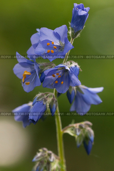 Polemonium caeruleum flowers in a garden. close up shot, Стоковое фото, фотограф Александр Курлович / Фотобанк Лори