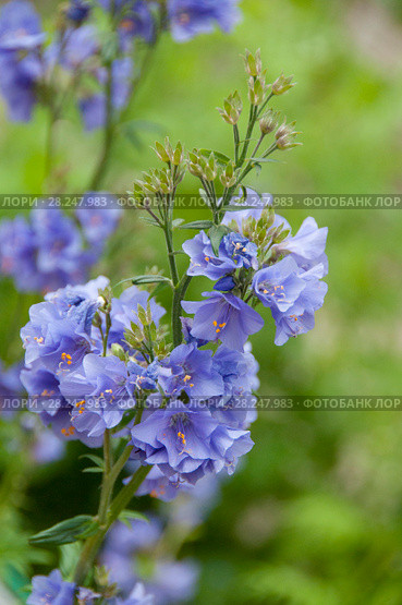 Polemonium caeruleum, синюха голубая, цветы. Стоковое фото, фотограф Короленко Елена / Фотобанк Лори