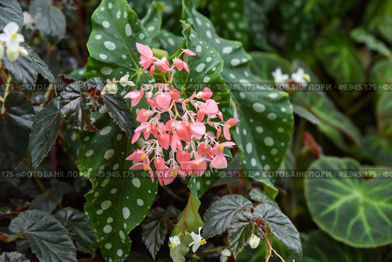 Polka dot begonia Begonia maculata with spotted green leaves and clusters of pink flowers in a lush tropical garden, captured in natural daylight. Стоковое фото, фотограф Татьяна Терехина / Фотобанк Лори