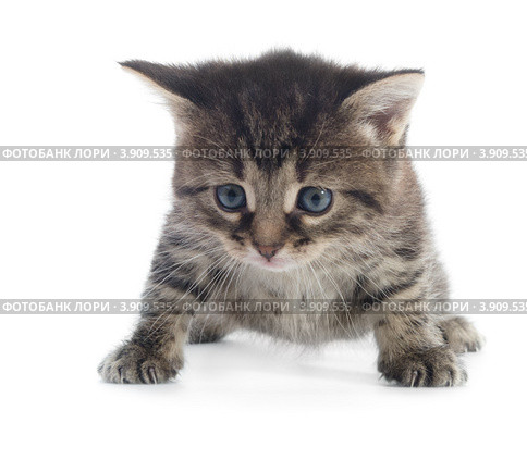 Полосатый котенок на белом фоне. Стоковое фото, фотограф Максим Пименов / Фотобанк Лори
