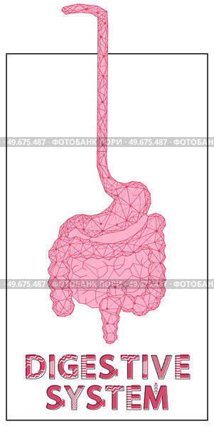 Polygonal stomach and intestines. Medical research of internal organs, innovative approach concept. Human digestive system illustration. Modern depiction of organs for digesting and assimilating food. Polygonal stomach and intestines. Modern depiction of digestive system organs for digesting food. Стоковая иллюстрация, агентство Ingram Publishing / Фотобанк Лори