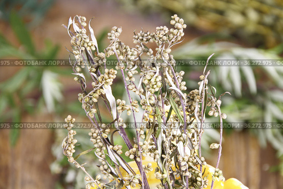 Полынь горькая (Artemisia absinthium L. ).Полынь применяется в народной медицине,кулинарии,парфюмерной промышленности. Стоковое фото, фотограф Наталия Кузнецова / Фотобанк Лори