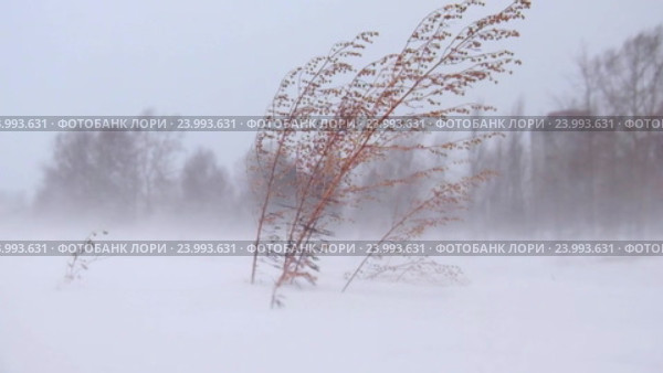 Полынь зимой в метель / Sagebrush under Blizzard and strong snow windstorm in Siberian at winter. Стоковое видео, видеограф Сергей Пристяжнюк (Serg Zastavkin) / Фотобанк Лори