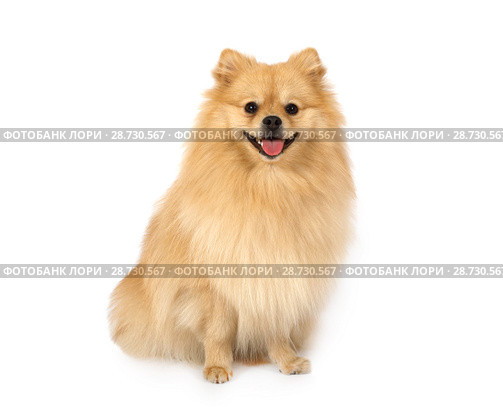 Pomeranian on a white background. Стоковое фото, фотограф Алексей Кузнецов / Фотобанк Лори