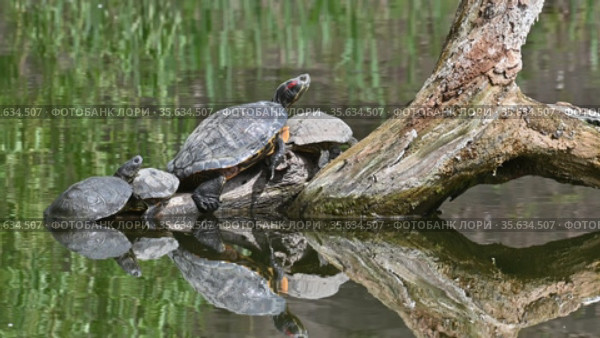 Pond sliders AKA Red Eared Terrapin Turtles - Trachemys scripta elegans. Стоковое видео, видеограф Сергей Старуш / Фотобанк Лори