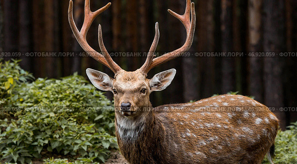 Portrait. A deer with beautiful antlers in a pen on a ranch, on a private eco-farm or in a petting zoo. Animal husbandry. Love for animals. Стоковое фото, фотограф Photojuli / Фотобанк Лори