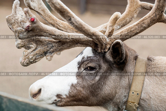 Portrait. A reindeer with beautiful antlers in a pen on a ranch, on an eco-farm or in a petting zoo. Animal husbandry. Love for animals. Стоковое фото, фотограф Photojuli / Фотобанк Лори