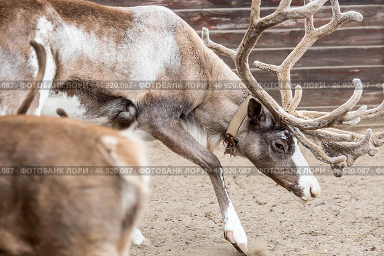 Portrait. A reindeer with beautiful antlers in a pen on a ranch, on an eco-farm or in a petting zoo. Animal husbandry. Love for animals. Стоковое фото, фотограф Photojuli / Фотобанк Лори