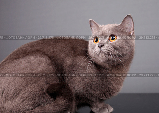 Portrait of a beautiful gray cat. Стоковое фото, фотограф Яна Королёва / Фотобанк Лори