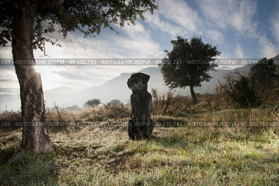 Portrait of a black labrador in the morning mist. Стоковое фото, агентство Ingram Publishing / Фотобанк Лори