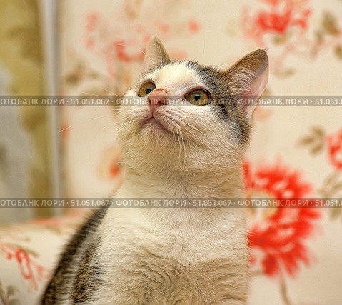 Portrait of a cute domestic cat with expressive yellow-green eyes. The cat looks up, as if noticing something interesting. The fur is short, white with gray-brown striped spots, especially prominent on the head and back. Soft whiskers and a pink nose are clearly visible in the foreground. The background is decorated with large floral patterns in warm shades of beige and red, creating a cozy and homely atmosphere. The picture conveys the pet's tenderness and curiosity. Стоковое фото, фотограф Анна Кривицкая / Фотобанк Лори