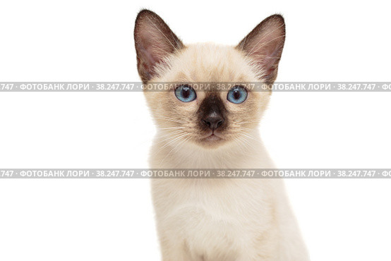 Portrait of a small Siamese kitten. Стоковое фото, фотограф Okssi / Фотобанк Лори