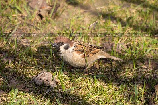 Portrait of a sparrow on the grass in spring. Стоковое фото, фотограф Argument / Фотобанк Лори