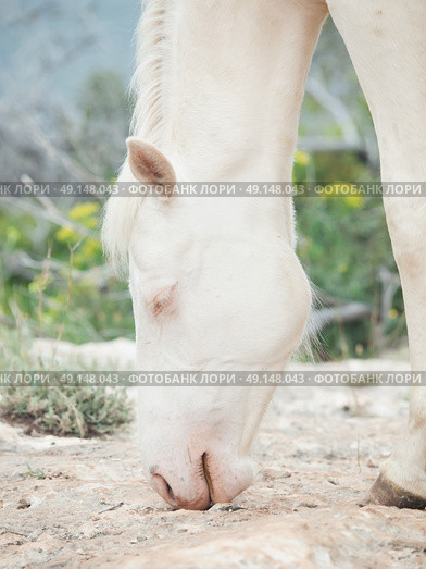 portrait of albino half-wild horse. Israel . Стоковое фото, агентство Ingram Publishing / Фотобанк Лори