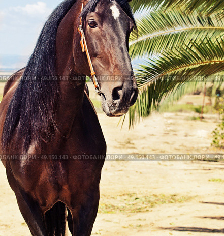 portrait of Andalusian bay stallion . Стоковое фото, агентство Ingram Publishing / Фотобанк Лори