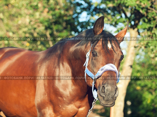 portrait of beautiful horse in blue halter . sunny evening. Стоковое фото, агентство Ingram Publishing / Фотобанк Лори