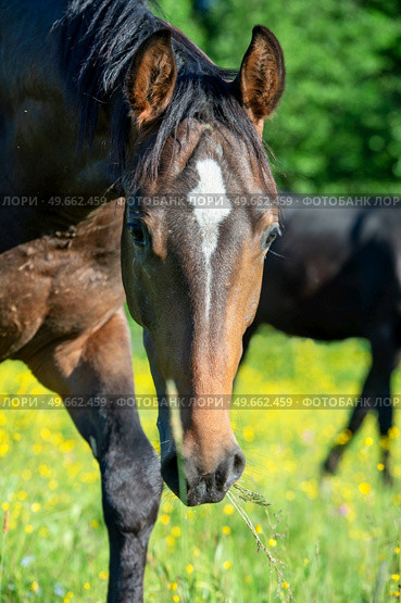 portrait of  beautiful sportive mare grazing at freedom in pasture. . Стоковое фото, агентство Ingram Publishing / Фотобанк Лори