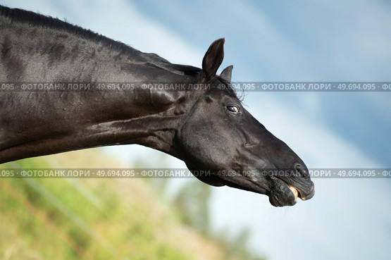 portrait of black stallion sniffing at pasture. close up. Стоковое фото, агентство Ingram Publishing / Фотобанк Лори