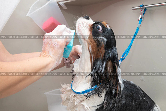 portrait of Cavalier King Charles spaniel dog taking shower with shampoo. dog takes bubble bath in an animal grooming salon. Стоковое фото, фотограф Светлана Акифьева / Фотобанк Лори