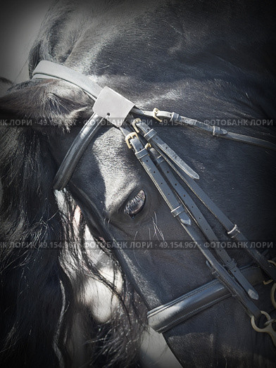 portrait of friesian horse . Стоковое фото, агентство Ingram Publishing / Фотобанк Лори