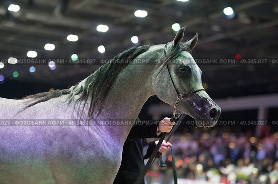 portrait of grey arabian horse. Стоковое фото, агентство Ingram Publishing / Фотобанк Лори