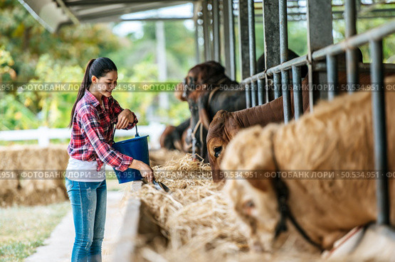 Portrait of Happy Asian farmer woman with bucket of hay feeding cows in cowshed on dairy farm. Agriculture industry, farming, people, technology and animal husbandry concept. Стоковое фото, агентство Ingram Publishing / Фотобанк Лори