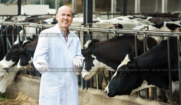 Portrait of male veterinary caring cows. Стоковое фото, фотограф Яков Филимонов / Фотобанк Лори
